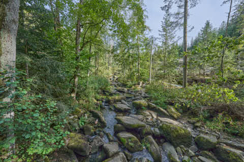 Gemeinde Waldkirchen Landkreis Freyung-Grafenau Saußbachklamm (Dirschl Johann) Deutschland FRG